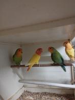 Roseicollis, Dieren en Toebehoren, Vogels | Parkieten en Papegaaien, Geslacht onbekend