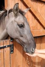 Siano.Pelet z Siana.Siano Spresowane.Pelet lucerny. Lucerne