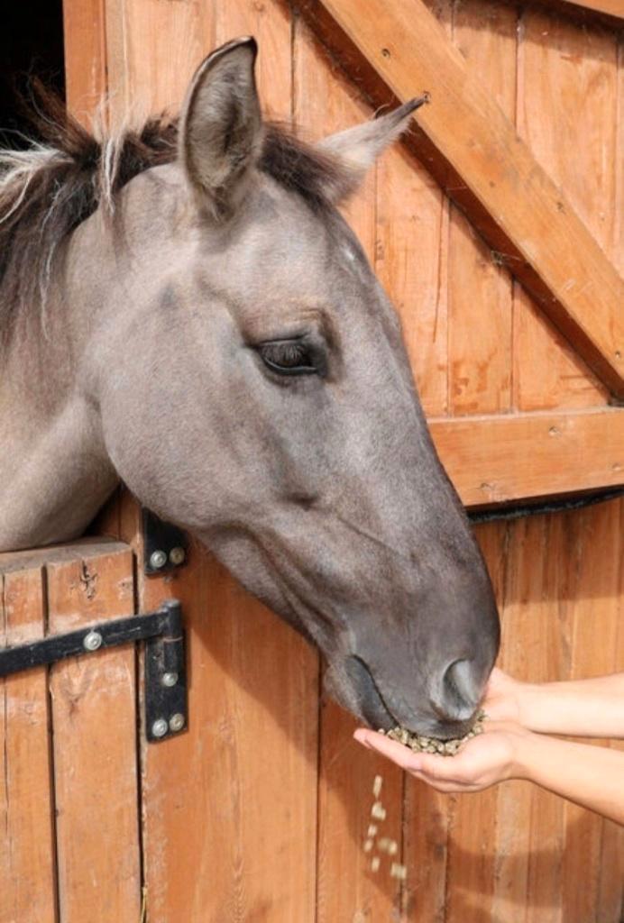 Siano.Pelet z Siana.Siano Spresowane.Pelet lucerny. Lucerne, Animaux & Accessoires, Box & Pâturages