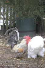 Chabo blauw roodgeschouderd, Dieren en Toebehoren, Pluimvee, Kip, Mannelijk