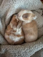 Tamme minilops met blauwe oogjes, Dieren en Toebehoren, Konijnen, Meerdere dieren, Middelgroot, Hangoor, 0 tot 2 jaar