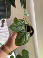 Philodendron Soderoi, Ophalen of Verzenden