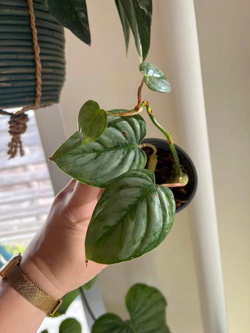 Philodendron Soderoi, Huis en Inrichting, Kamerplanten, Ophalen of Verzenden