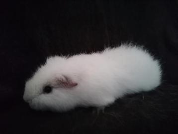 Cavia beertje teddy beschikbaar voor biedingen