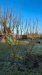 Meerstammige vijgen(boom-struik), Tuin en Terras, Ophalen