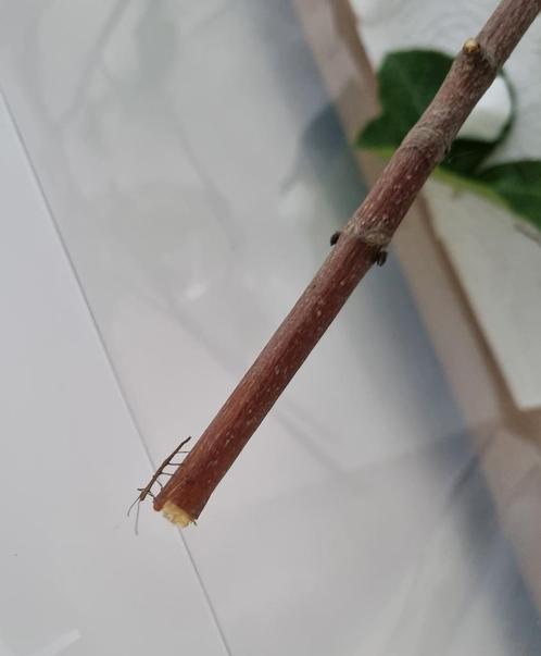 Wandelende takken, Dieren en Toebehoren, Insecten en Spinnen