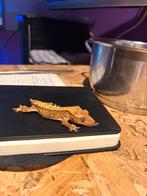 Femelle gecko a crete, Animaux & Accessoires, Reptiles & Amphibiens, Lézard, Domestique, 0 à 2 ans