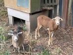Drachtig Kameroen schaap  x ram lam 4 maand, Dieren en Toebehoren, Schapen, Geiten en Varkens, Meerdere dieren, Schaap, 0 tot 2 jaar