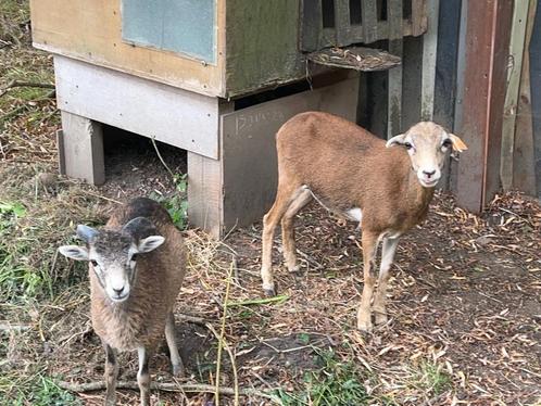 Drachtig Kameroen schaap  x ram lam 4 maand, Dieren en Toebehoren, Schapen, Geiten en Varkens, Schaap, Meerdere dieren, 0 tot 2 jaar