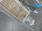 Koppel valkparkieten, Dieren en Toebehoren, Vogels | Parkieten en Papegaaien, Meerdere dieren, Parkiet