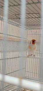 M chardonneret 90€