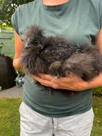 Gratis naakthals, Dieren en Toebehoren