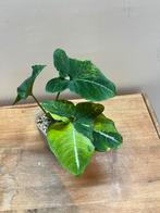 Scindapsus Scrambled Eggs Variegated, Enlèvement ou Envoi