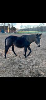 Buckskin hengstje, Dieren en Toebehoren, Minder dan 160 cm, Met stamboom, 0 tot 2 jaar, Hengst