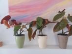 3 begonia´s met stippen Inclusief cachepots, Ophalen, Volle zon