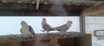 3 pigeon satinette male, Animaux & Accessoires