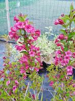 Weigela ´Bristol Ruby´ sierheester met rode bloemen, Tuin en Terras, Ophalen, Overige soorten, Struik, 100 tot 250 cm