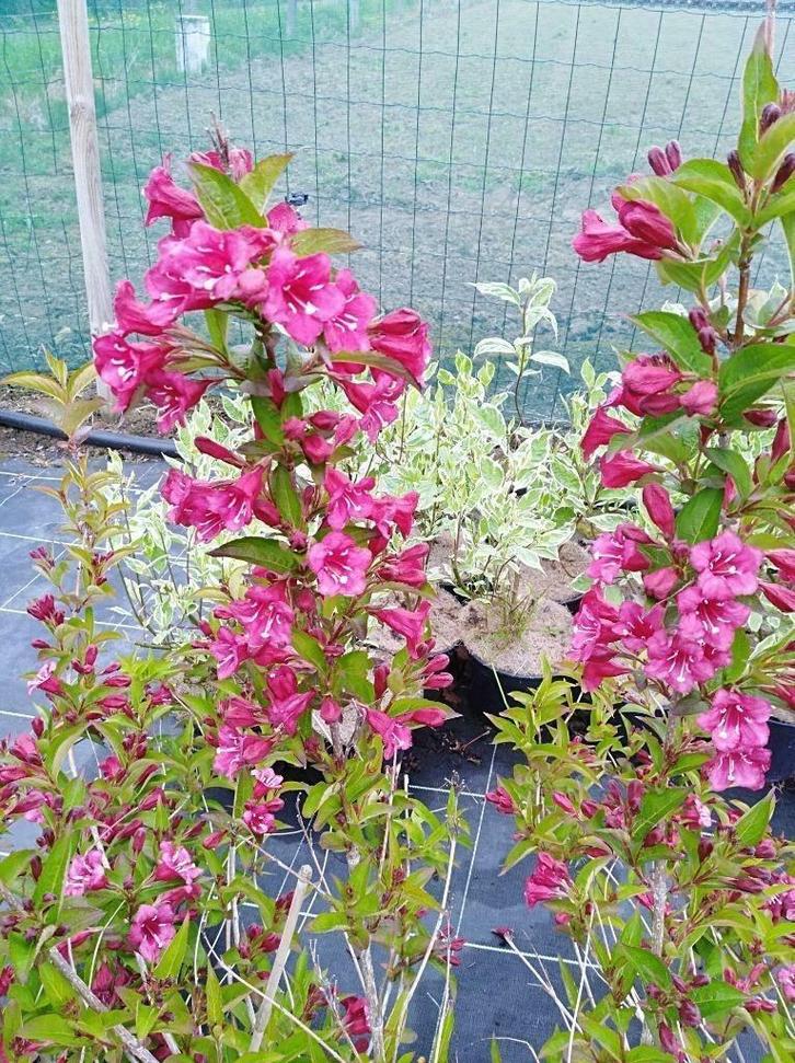 Weigela ´Bristol Ruby´ sierheester met rode bloemen, Tuin en Terras, Planten | Struiken en Hagen, Struik, Overige soorten, 100 tot 250 cm