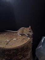 Perzische gerbils beschikbaar, Dieren en Toebehoren, Knaagdieren, Augustus, Meerdere dieren, Overige typen, Tam
