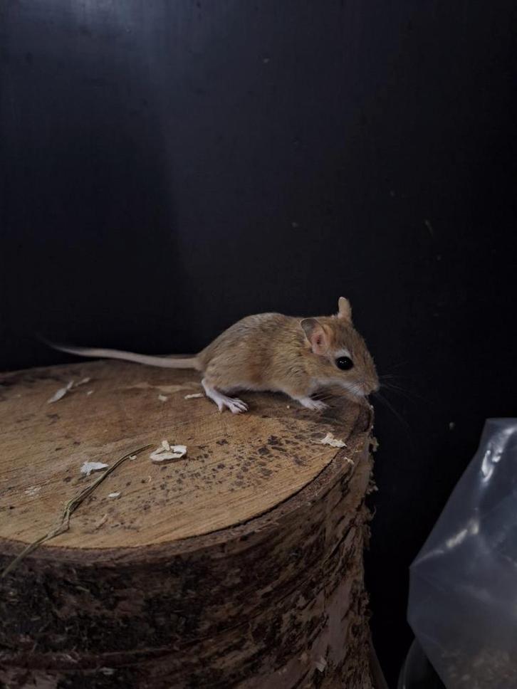Perzische gerbils beschikbaar, Dieren en Toebehoren, Knaagdieren, Meerdere dieren, Overige typen, Augustus, Tam