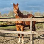 Knappe 4.5 jarige ruin, Dieren en Toebehoren, Met stamboom, Ruin, Dressuurpaard, Zadelmak