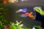 Vele kleurrijke guppies (man) en garnalen, Vis, Zoetwatervis