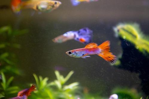 Vele kleurrijke guppies (man) en garnalen, Dieren en Toebehoren, Vissen | Aquariumvissen, Zoetwatervis, Vis