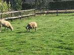 gras laten maaien door schapen, Weidegang