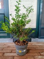 Ilex Crenata /Japanse hulst 50cm dark green, Tuin en Terras, Ophalen, Hulst