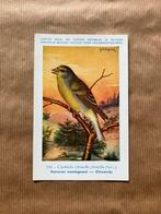 Vogels van België Nr. 143 Citroensijs, Ophalen of Verzenden, Ongelopen, Vogel