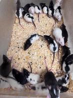 Voederratjes zowel levend als diepvries, November, Meerdere dieren, Rat