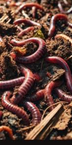 Compostwormen & Voederwormen, Ophalen
