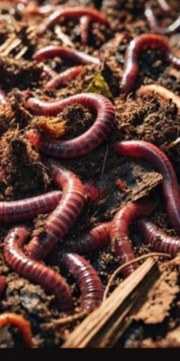 Compostwormen & Voederwormen beschikbaar voor biedingen