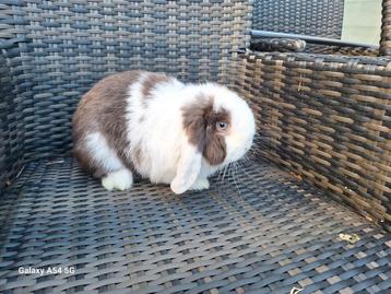 Minilop, Dieren en Toebehoren