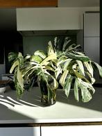 monstera variagated albo, Huis en Inrichting, Kamerplanten, Ophalen, Overige soorten, Halfschaduw, Minder dan 100 cm