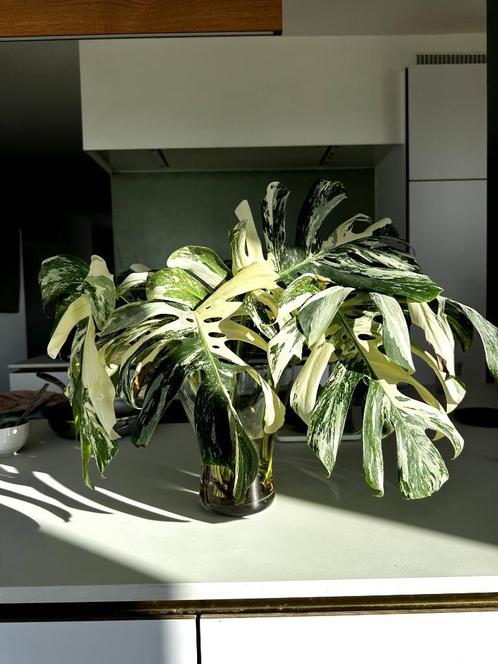 monstera variagated albo, Huis en Inrichting, Kamerplanten, Overige soorten, Minder dan 100 cm, Groene kamerplant, Halfschaduw