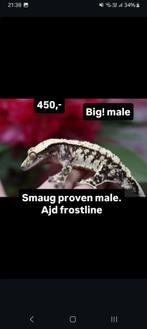 1.0 Bewezen High White wimpergekko man, Hagedis, Tam, 3 tot 6 jaar