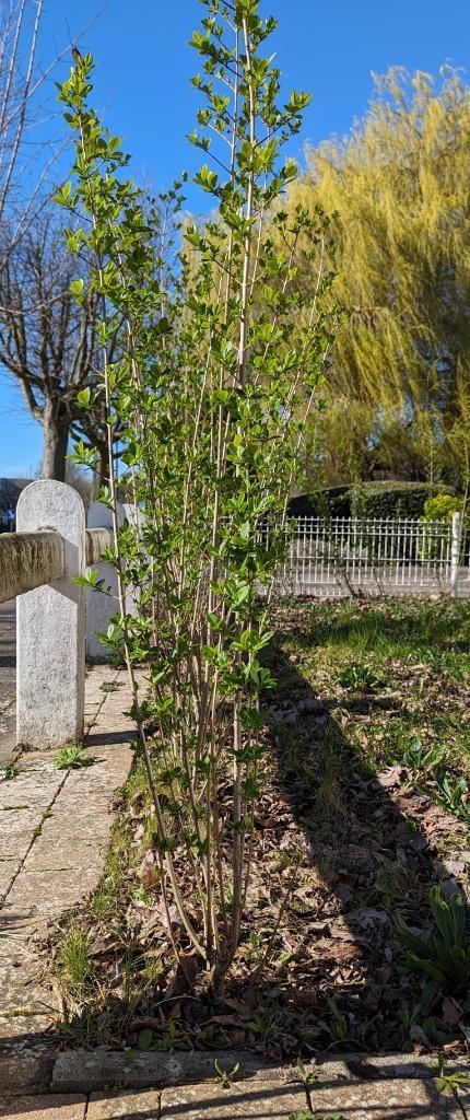 Ligustrum Ovalifolium Struikplant (liguster), Tuin en Terras, Planten | Struiken en Hagen, Struik, Liguster, 100 tot 250 cm, Ophalen