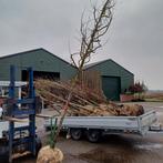 5 zware hoogstam peren scherp geprijsd!! Pyrus, Tuin en Terras, Planten | Fruitbomen, Ophalen of Verzenden