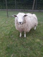 Ram te koop, Mouton, Mâle, 0 à 2 ans