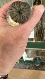 Gloster kanaries te koop, Dieren en Toebehoren, Meerdere dieren, Postuurkanarie