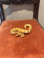Ball python, Dieren en Toebehoren