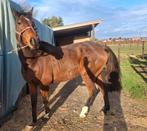 Leuke ruin, Animaux & Accessoires, Chevaux, Hongre