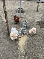 Cochin kriel hennetjes, Dieren en Toebehoren