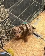 Jack russel  puppy’s choco tan/lavender tan/merle, Dieren en Toebehoren, België, Fokker | Hobbymatig, Jack Russell Terriër, CDV (hondenziekte)