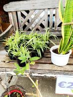 Graslelies, maagdenpalm, sanseverias, grondgeraniums, enz., Tuin en Terras, Planten | Tuinplanten, Ophalen