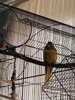 kakariki, Dieren en Toebehoren, Vogels | Parkieten en Papegaaien