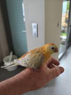 Handtamme roodrug, Dieren en Toebehoren, Vogels | Parkieten en Papegaaien, Vrouwelijk, Parkiet, Geringd