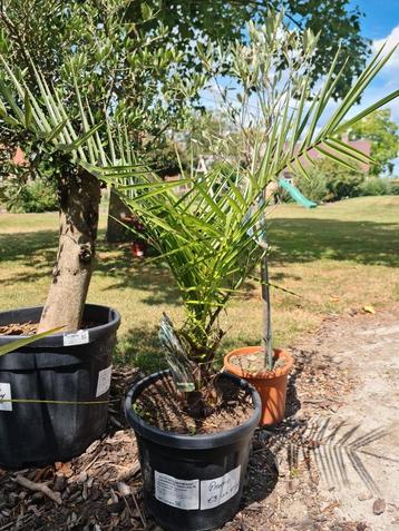 Phoenix Canariensis - promo - laatste stuk  beschikbaar voor biedingen