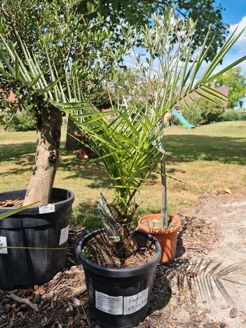 Phoenix Canariensis - promo - laatste stuk, Tuin en Terras, Planten | Bomen, Ophalen